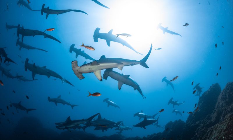 Cocos Island, Costa Rica