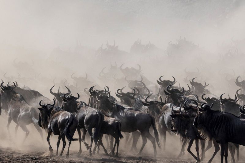 The Serengeti's Great Migration