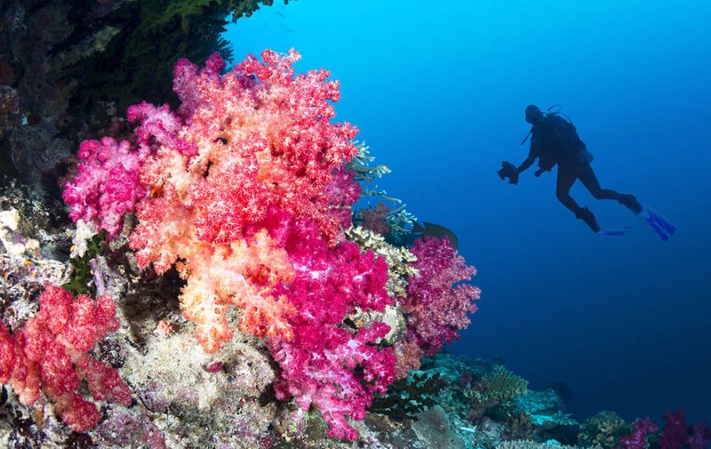 Colorful Coral Reefs