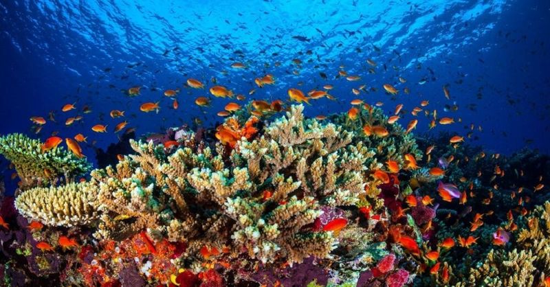 Great Barrier Reef, Australia