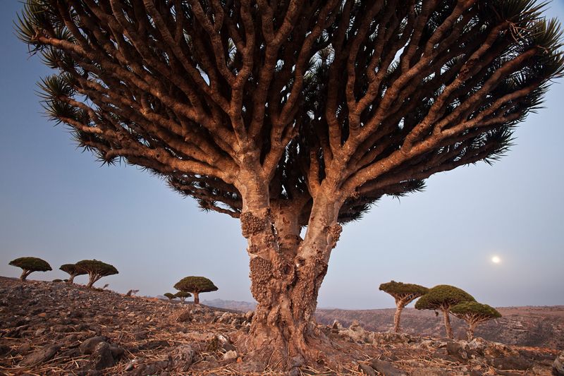 Socotra, Yemen