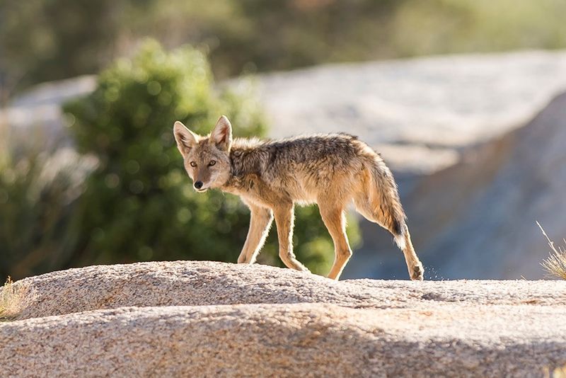 Joshua Tree National Park, California