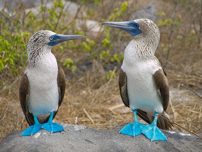 Galápagos Islands, Ecuador