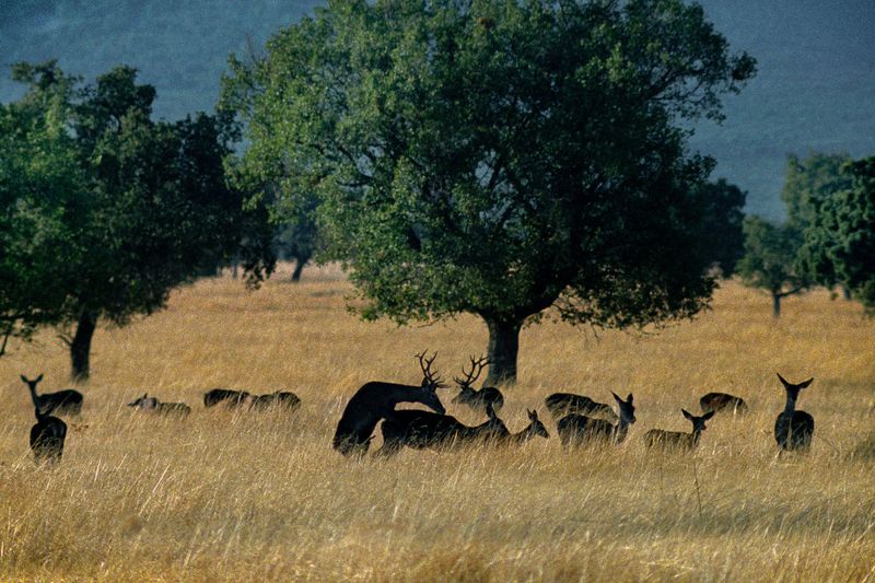 Cabañeros National Park's Wildlife Symphony