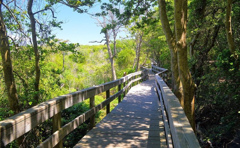 Sunken Forest of Fire Island