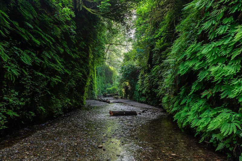 Fern Canyon, Prairie Creek Redwoods State Park