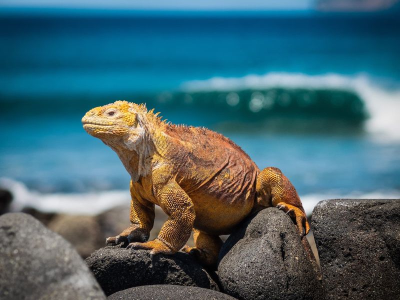 Galápagos Islands' Unique Wildlife