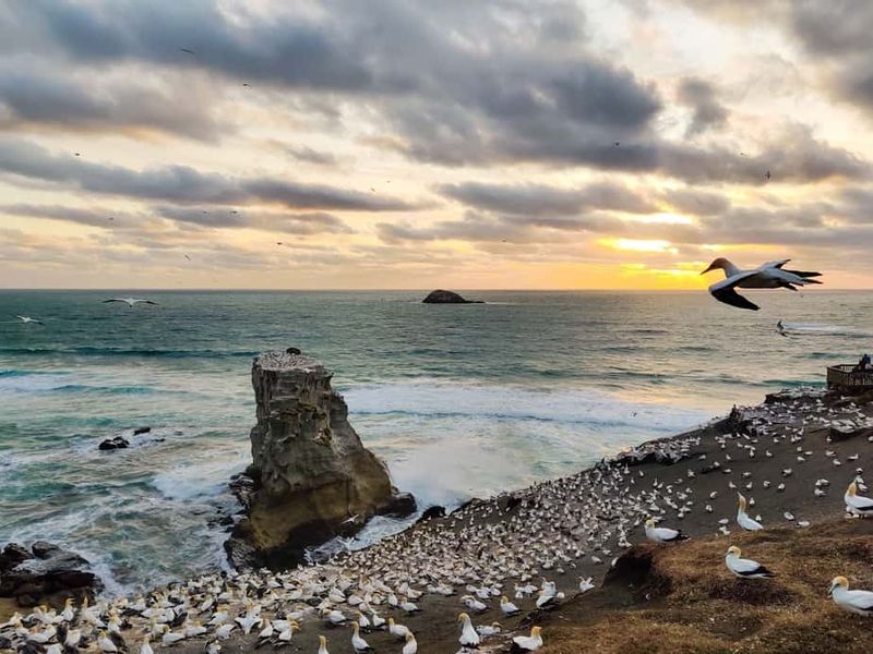 Muriwai Beach, New Zealand