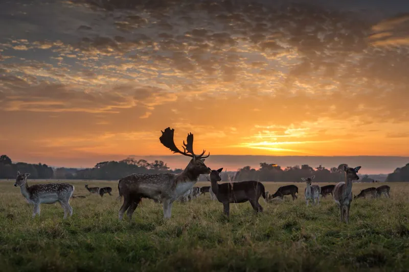 Phoenix Park, Dublin