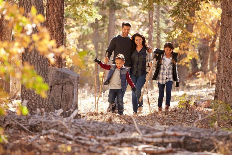 Forest Hiking Trails