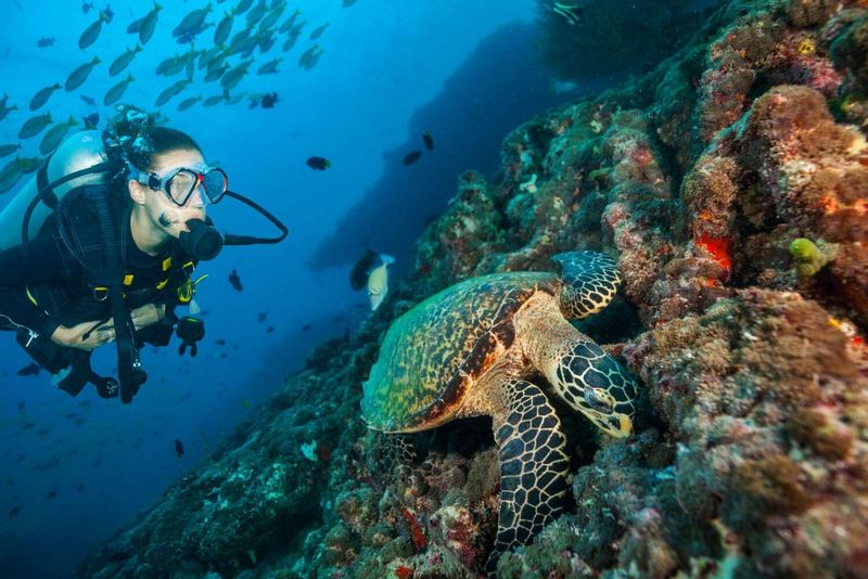 Marine Conservation in the Maldives