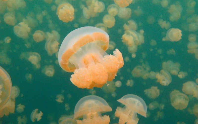 Palau