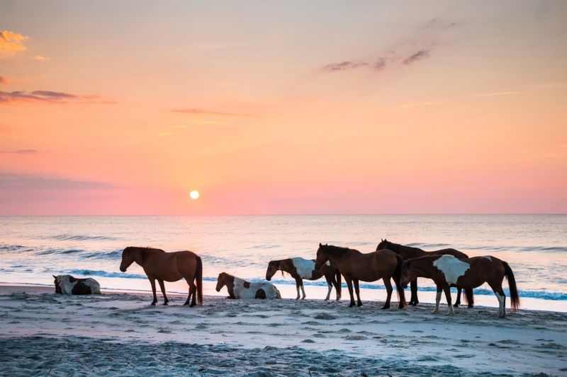 Assateague Island National Seashore, Virginia/Maryland