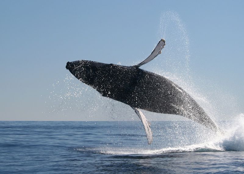 Whale Watching in Huatulco