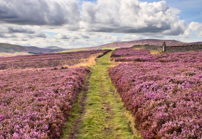 Desolate Moorland Journey