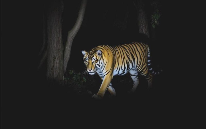 Nighttime Safari Adventures
