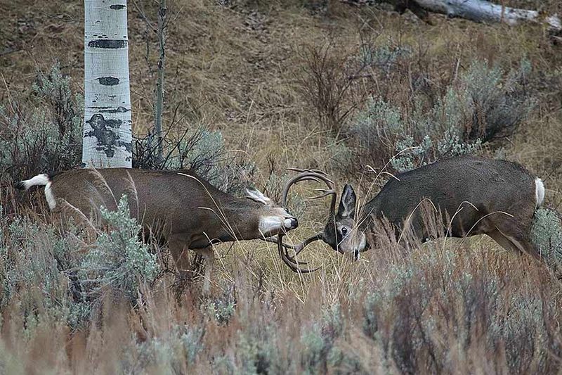 Diverse Wildlife Viewing