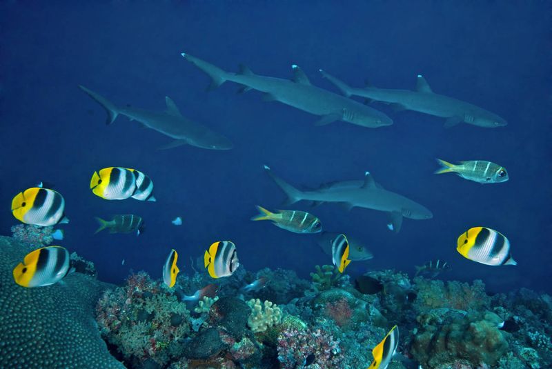 Blue Corner Wall, Palau