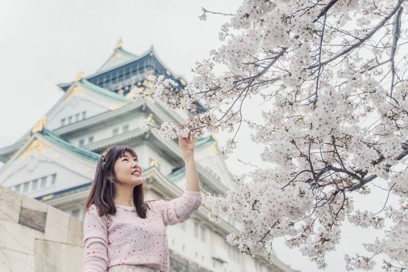 Admiring the Cherry Blossoms in Tokyo