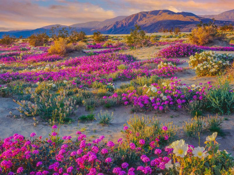 Anza-Borrego Desert Wildflowers