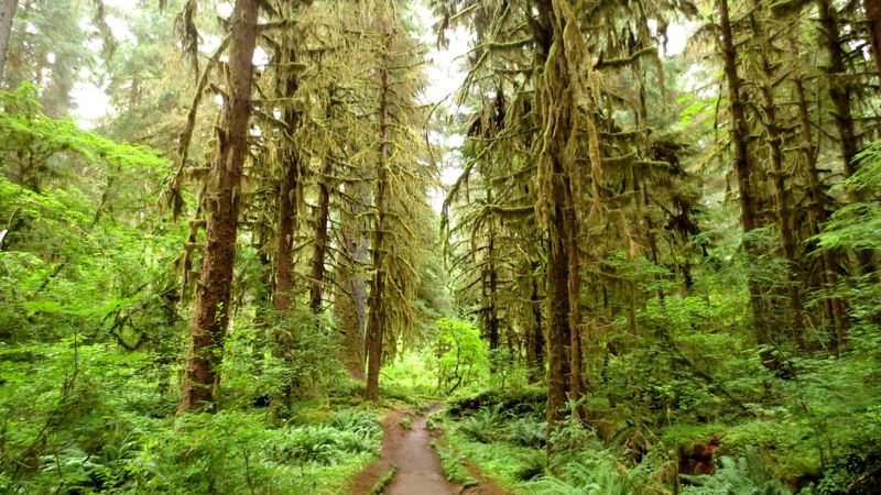 Olympic National Park