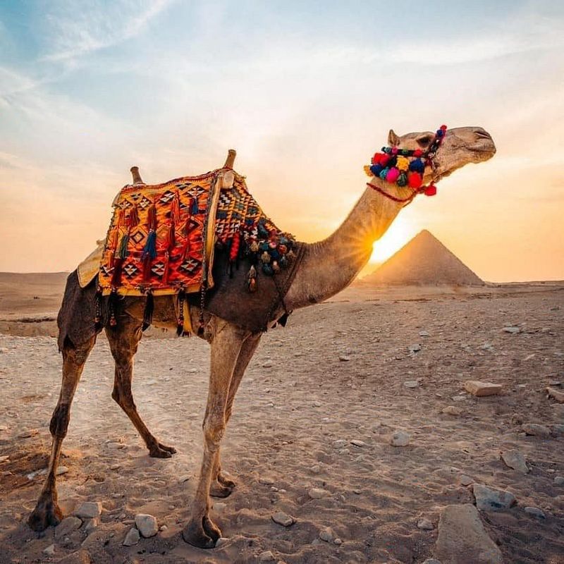 Egypt's Pyramid Camel Rides