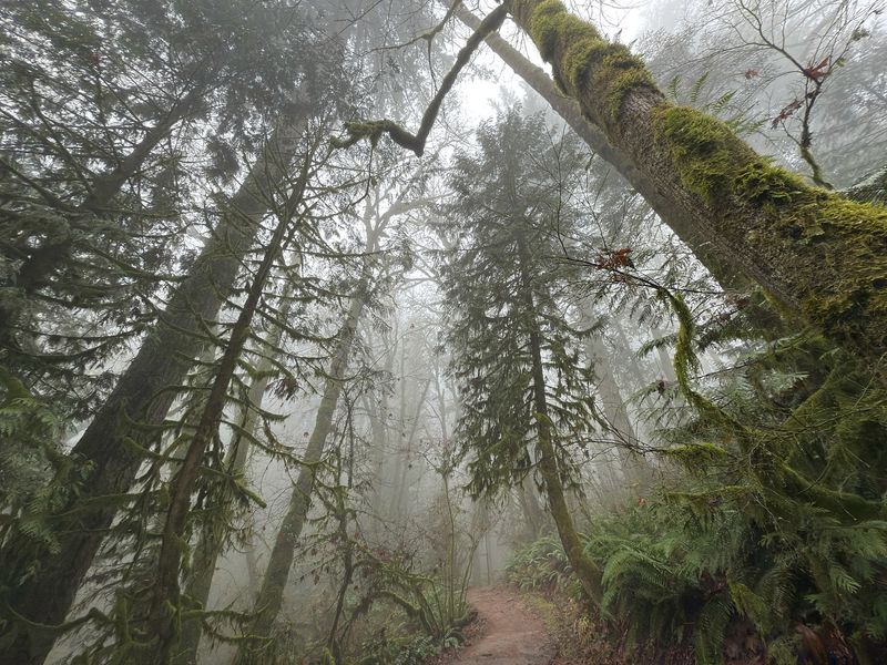 Route 17: The Whispering Woods Passage