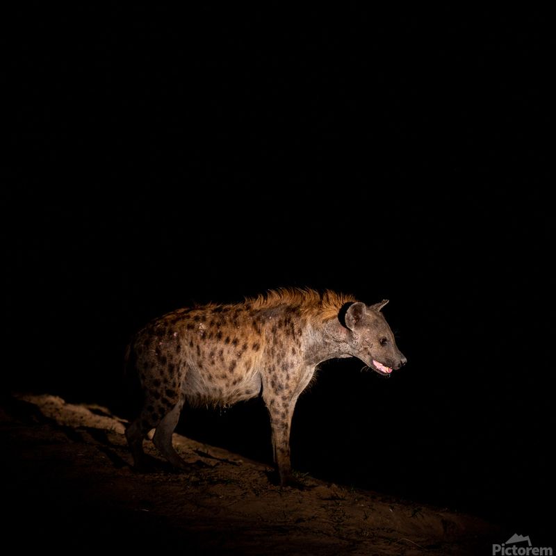 Zambia: The Luangwa Valley's Night Hunters