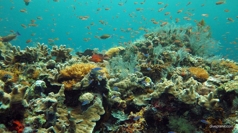 Barracuda Point, Sipadan