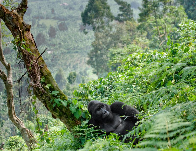Bwindi Impenetrable Forest, Uganda