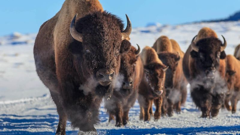 Wildlife Safari in Yellowstone National Park