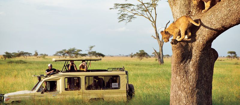 Experiencing the Wildlife of Serengeti National Park, Tanzania