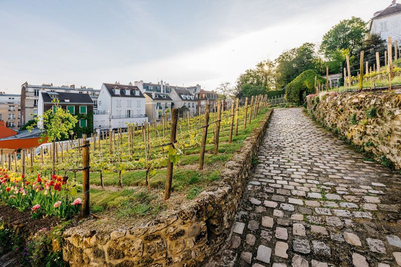 Montmartre's Secret Vineyards