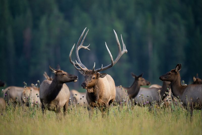Rocky Mountain National Park, Colorado