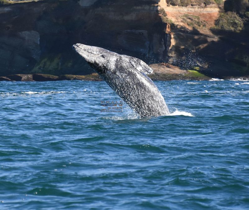 Whale Watching in Depoe Bay, Oregon