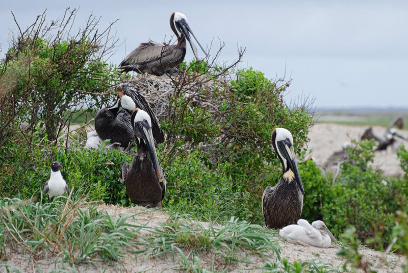 Captivating Coastal Wildlife Tour