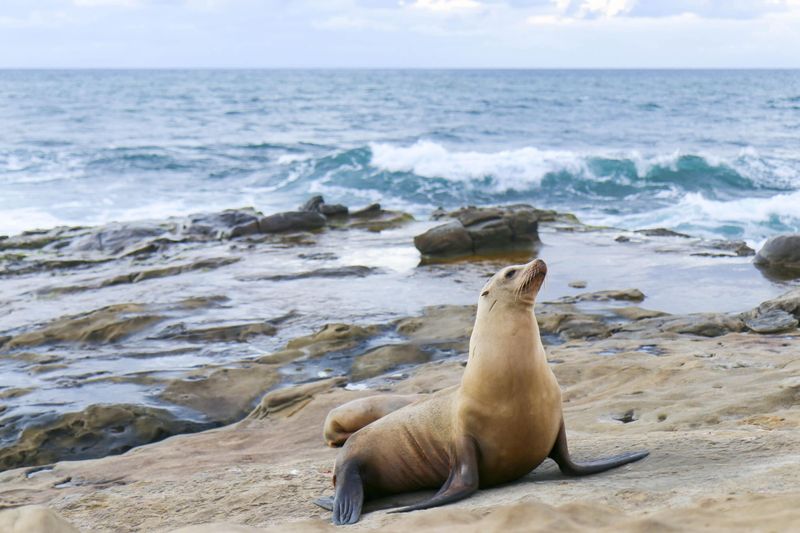 La Jolla Cove, California