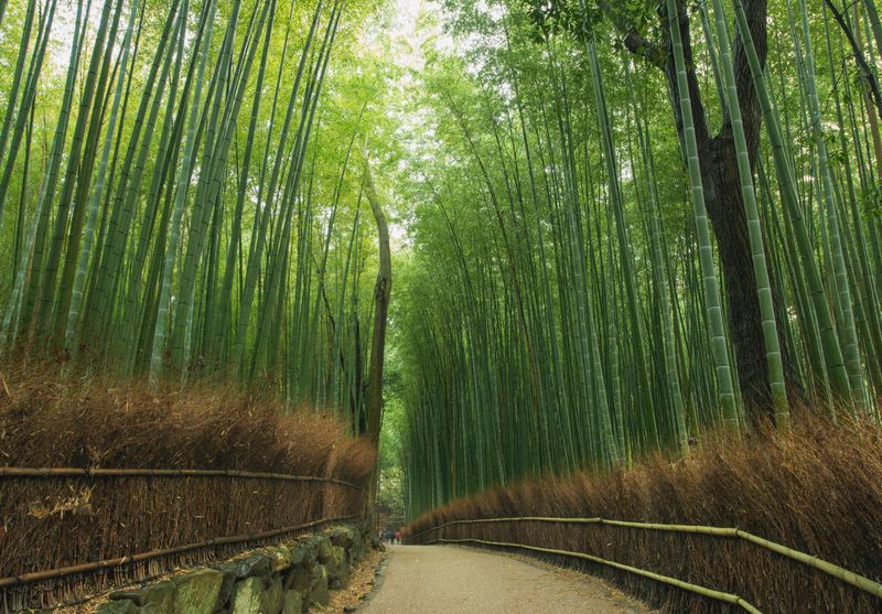 Kyoto Bamboo Grove, Japan