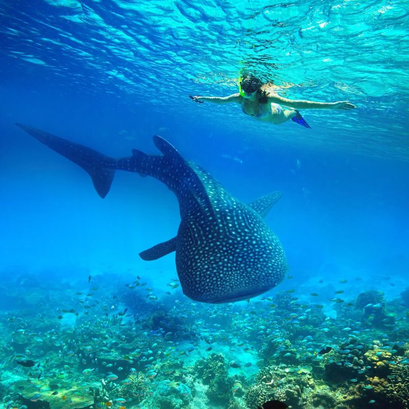 Swimming with Whale Sharks