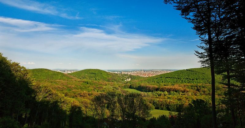 Vienna Woods