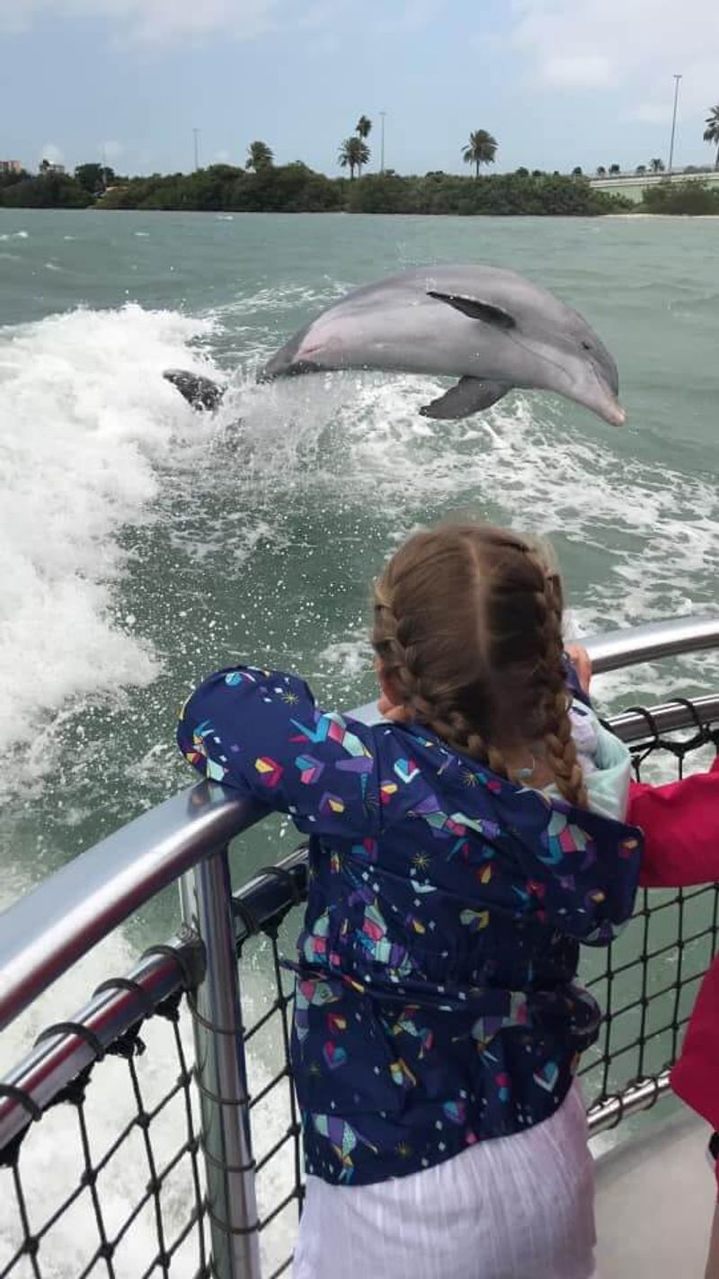 Delightful Dolphin Spotting