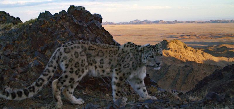 The Enigmatic Gobi Desert
