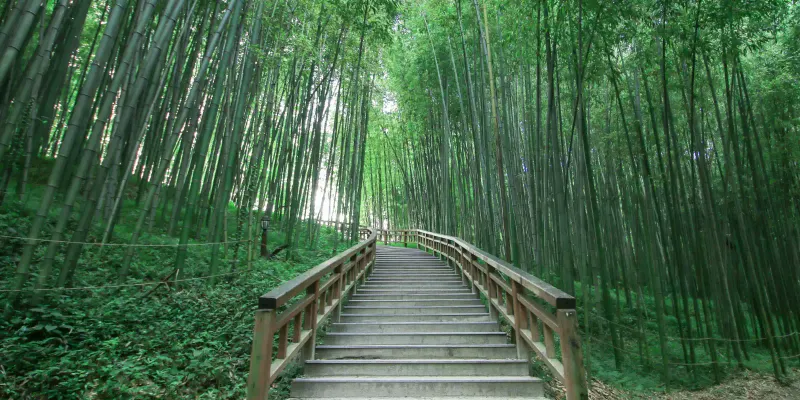 Juknokwon Bamboo Forest