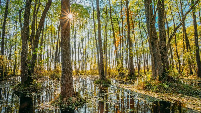 Francis Marion National Forest