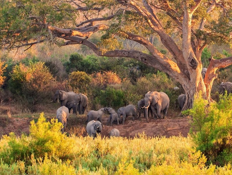 Kruger National Park
