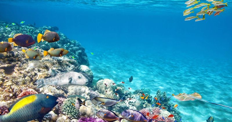 The Great Barrier Reef, Australia