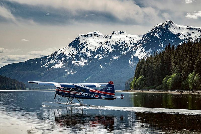 Alaskan Wildlife Encounter