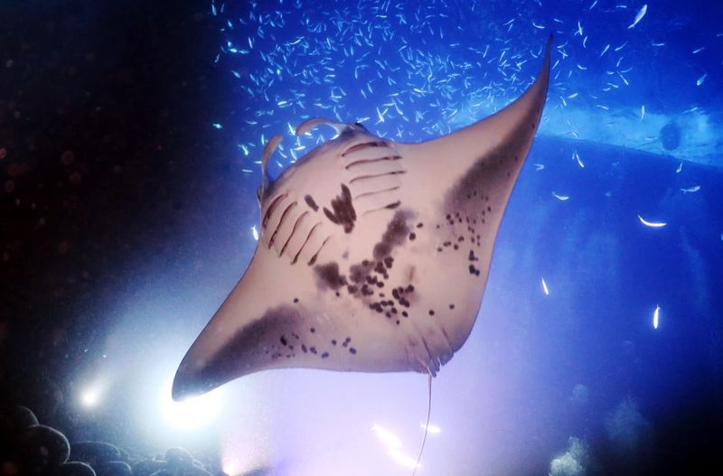 Manta Ray Night Dive, Kona