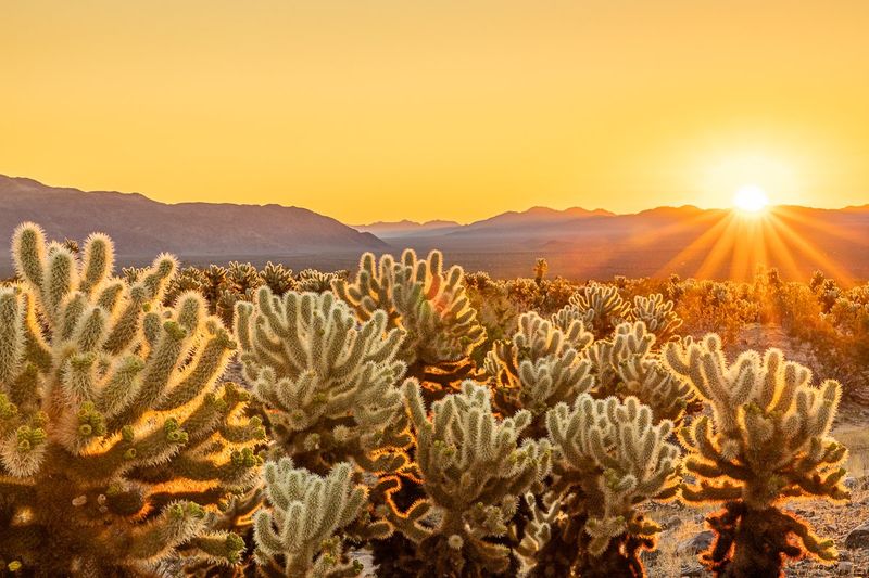 Joshua Tree's Cholla Cactus Garden