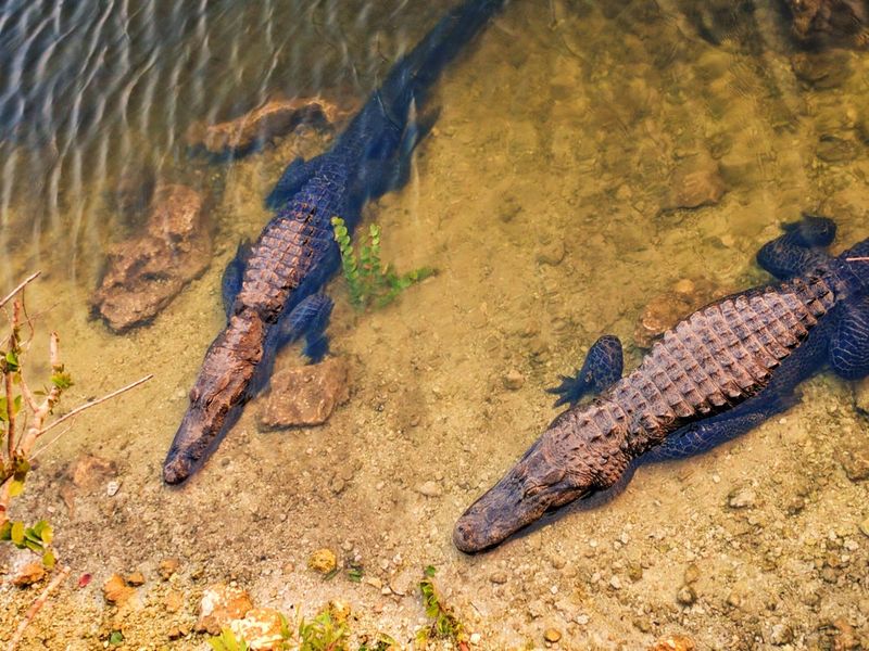 Big Cypress National Preserve, Florida
